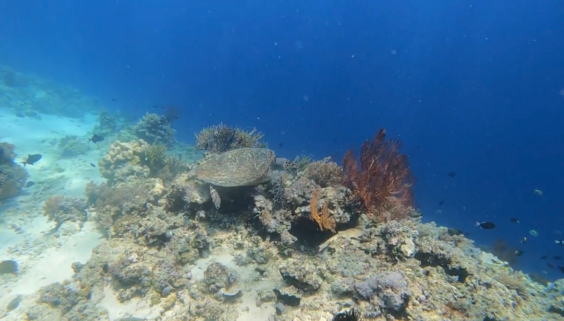 Coral bleaching comparison showing healthy and bleached coral