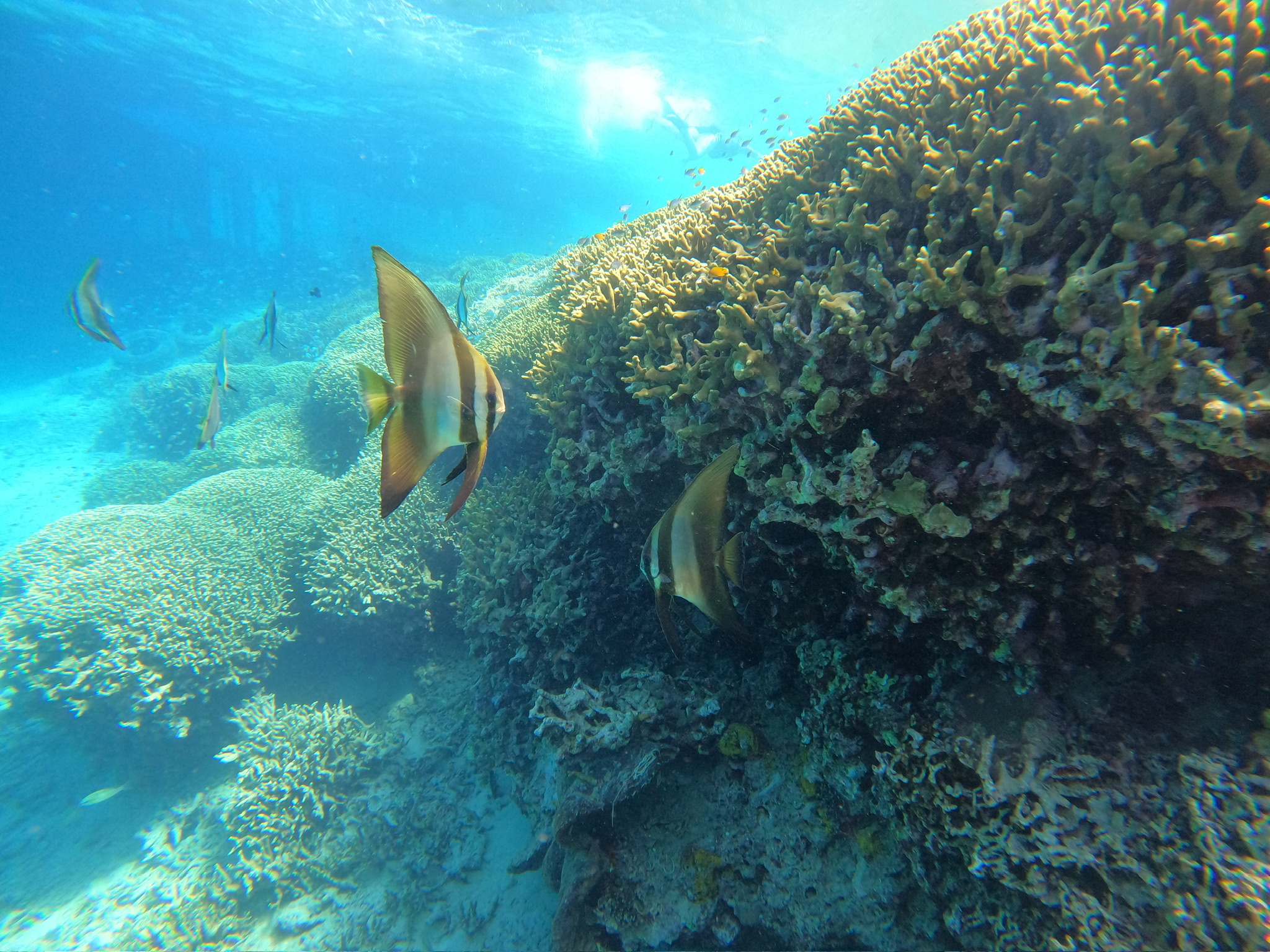 Healthy coral reef with diverse marine life