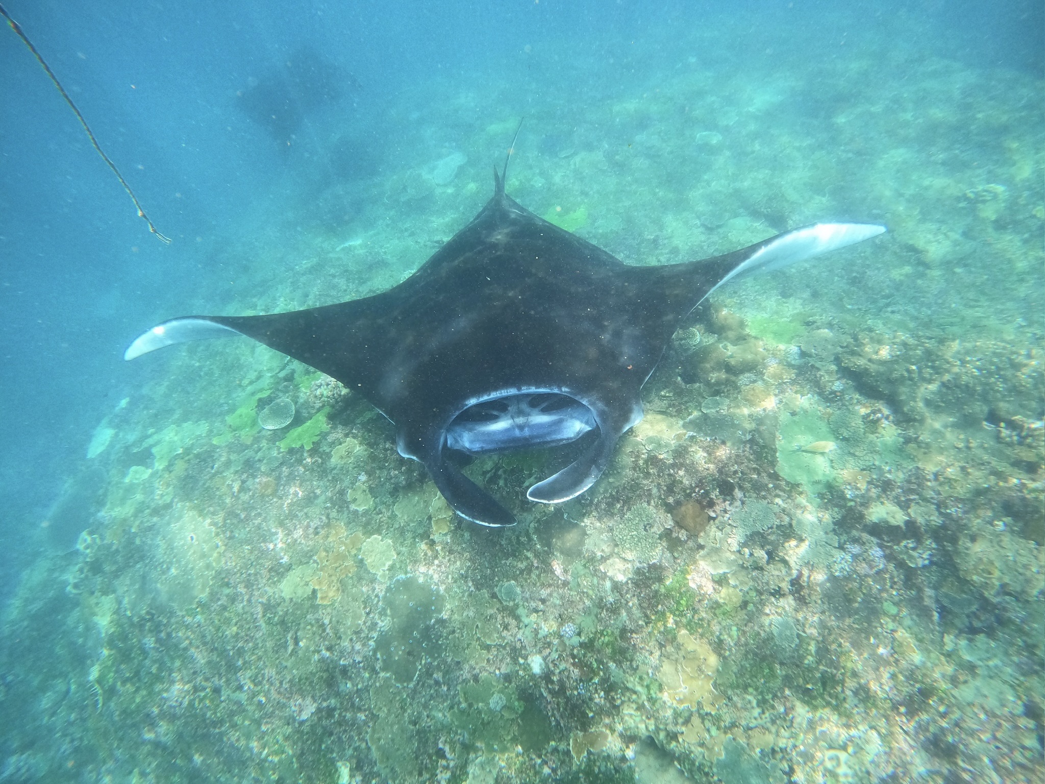 Marine heatwave thermal map showing temperature anomalies