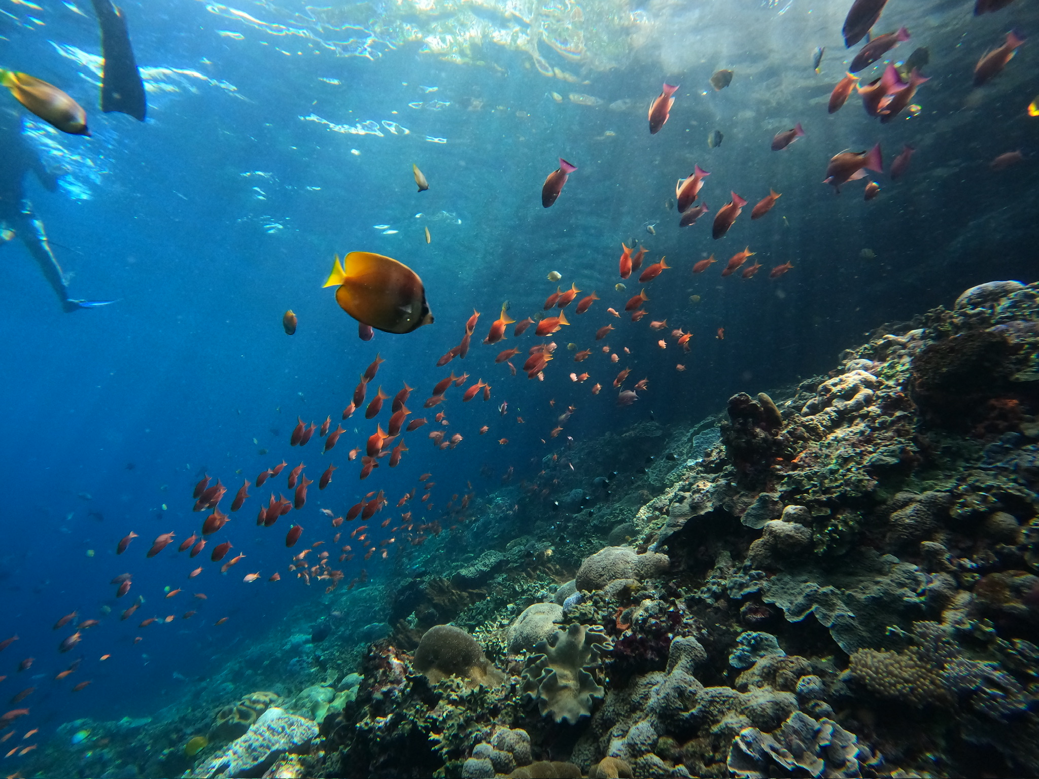 Ocean acidification diagram showing pH change