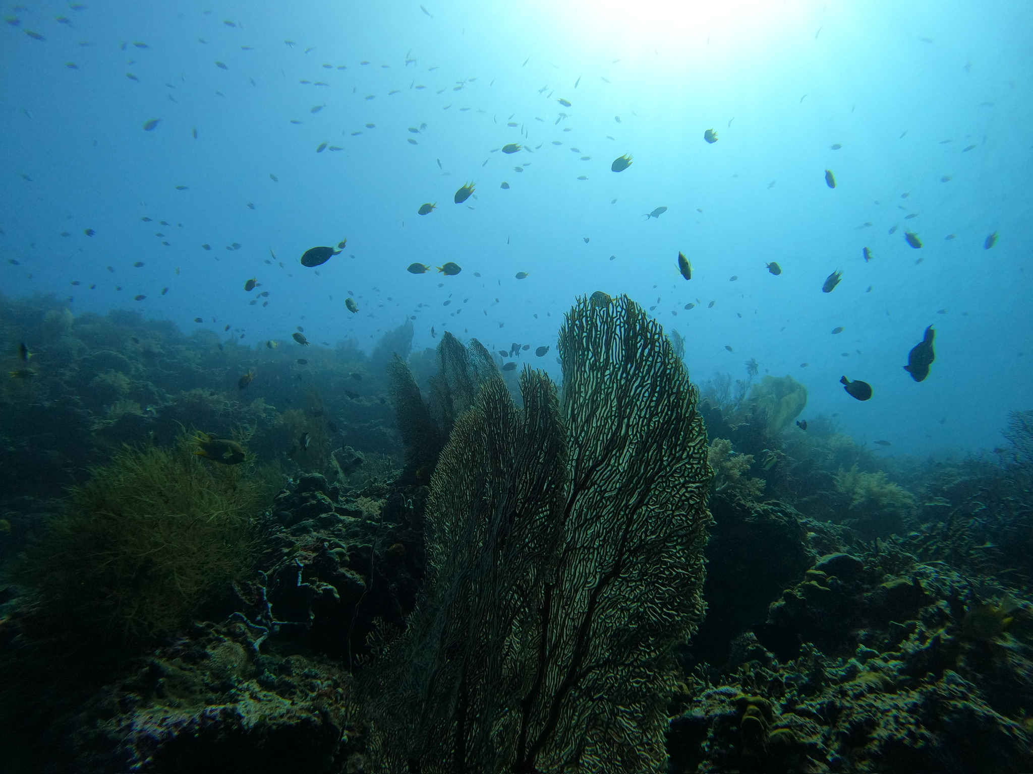 Comparison of healthy ocean ecosystem vs. overfished ecosystem